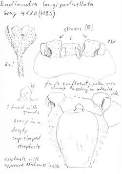 Vorschaubild Endiandra longipedicellata C. White & W.D. Francis